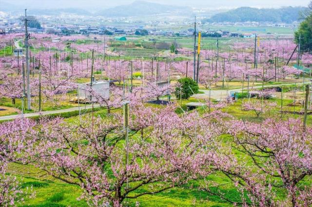 赤磐市の桃畑（鴨前・西中地区）