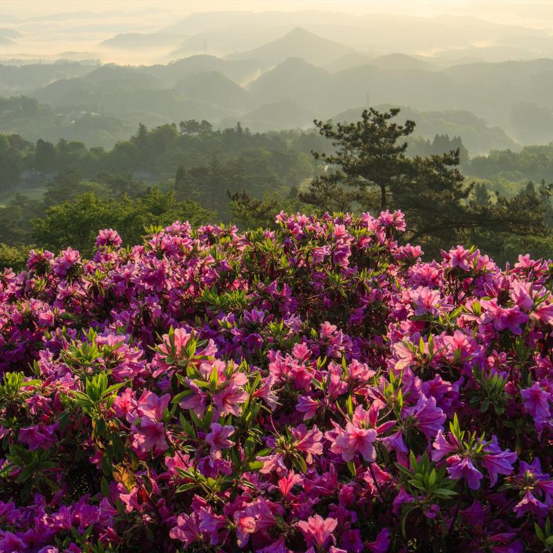 弥高山公園