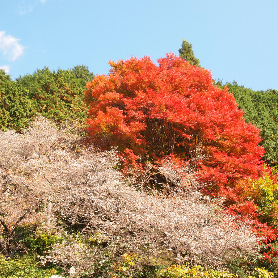 神代四季桜
