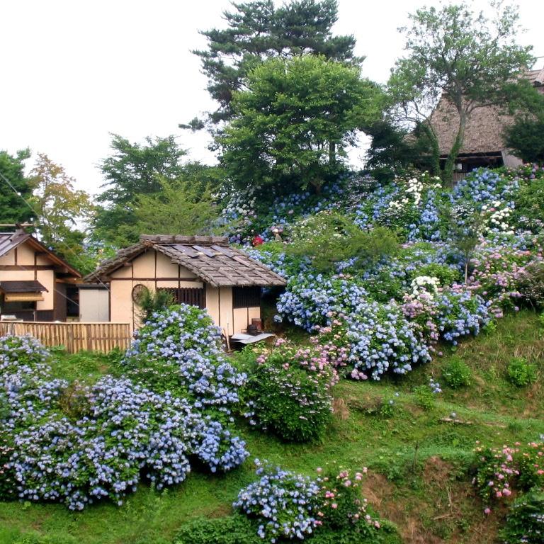 あじさいの開花情報 岡山観光web 公式 岡山県の観光 旅行情報ならココ