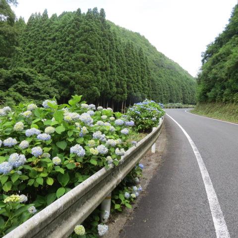 大山あじさいロード（大山展望台）