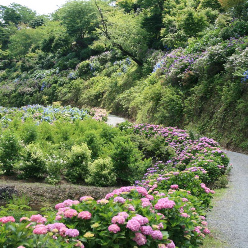 あじさいの開花情報 岡山観光web 公式 岡山県の観光 旅行情報ならココ