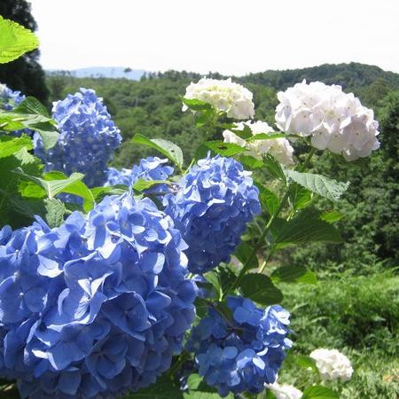 あじさいの開花情報 岡山観光web 公式 岡山県の観光 旅行情報ならココ