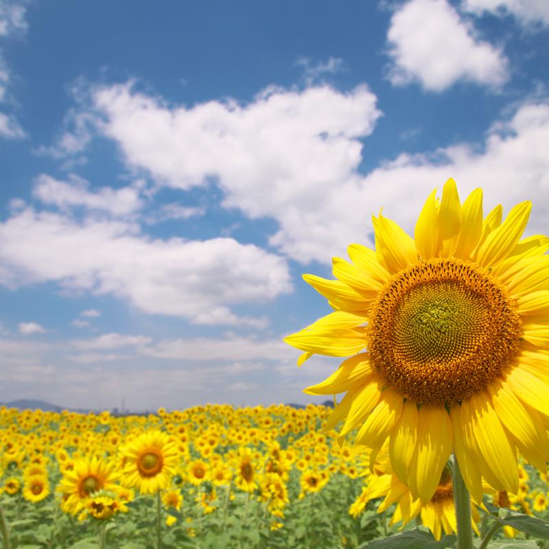 笠岡湾干拓地の花畑