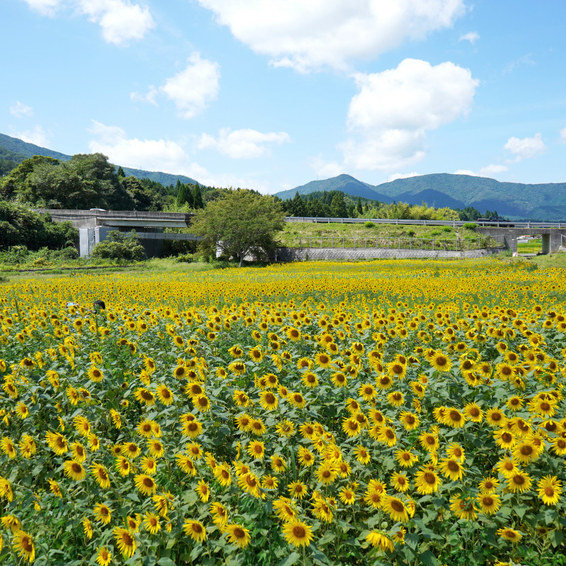 道の駅風の家