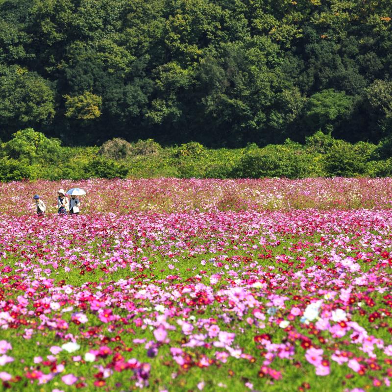 笠岡湾干拓地の花畑