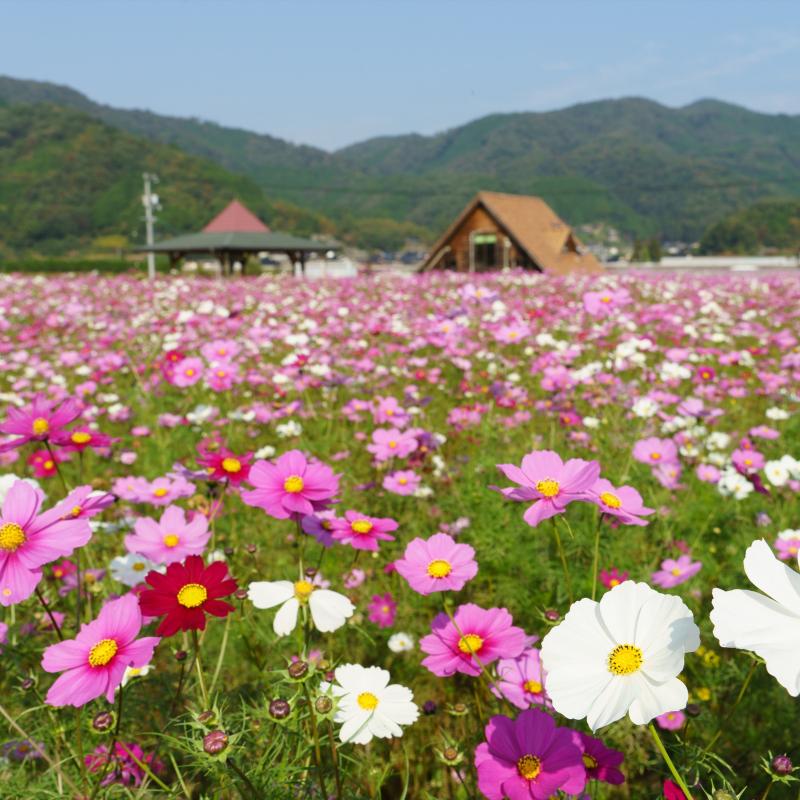コスモスの開花情報 岡山観光web 公式 岡山県の観光 旅行情報ならココ