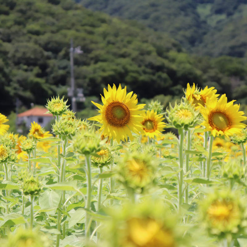 牟佐のひまわり畑