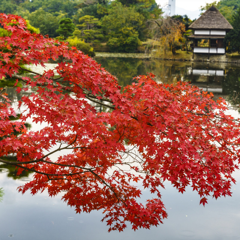 衆楽園（旧津山藩別邸庭園）