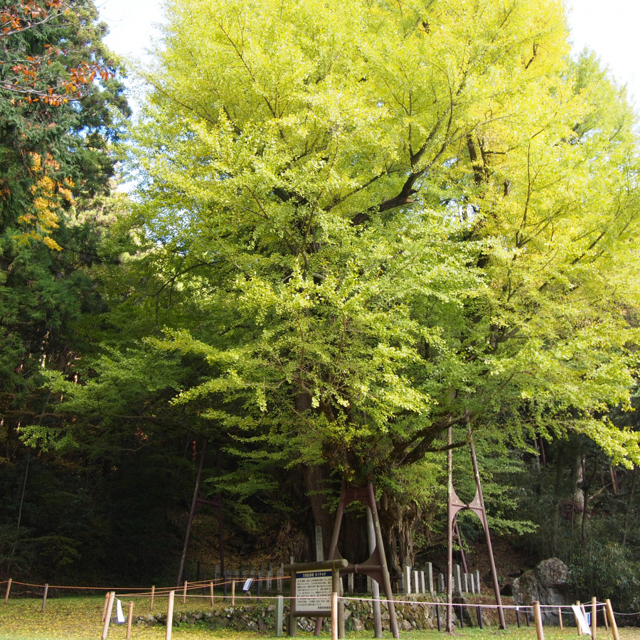 菩提寺