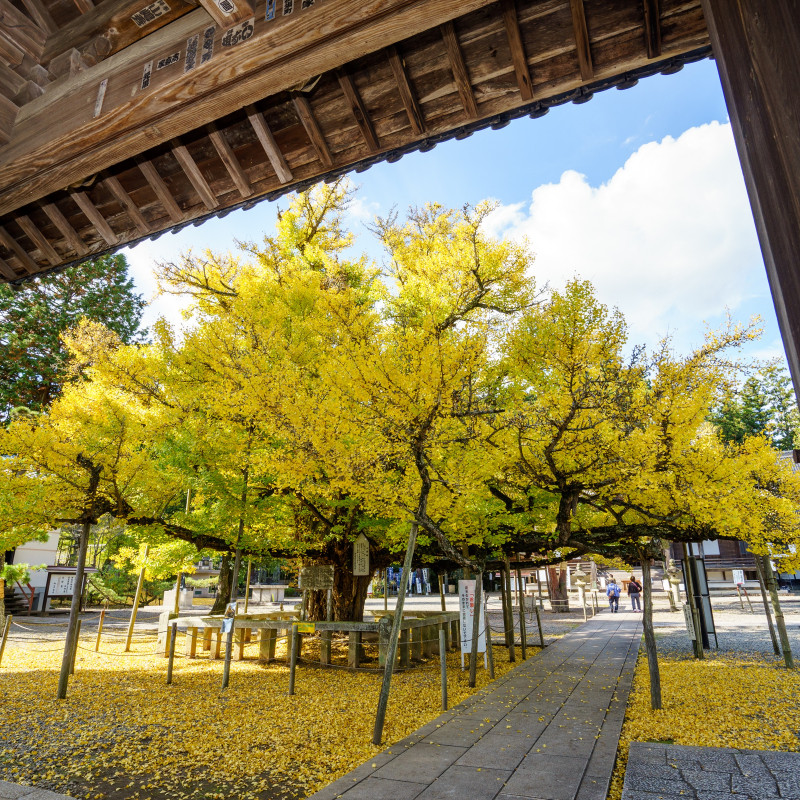誕生寺