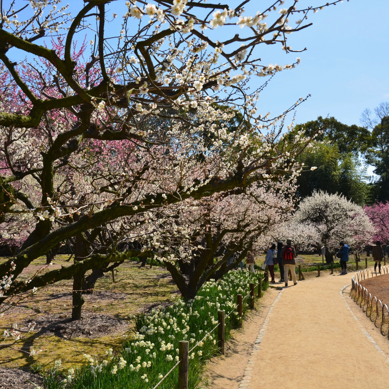 梅の開花情報 岡山観光web 公式 岡山県の観光 旅行情報ならココ