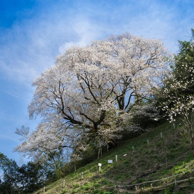 奥迫川の桜（大山桜）