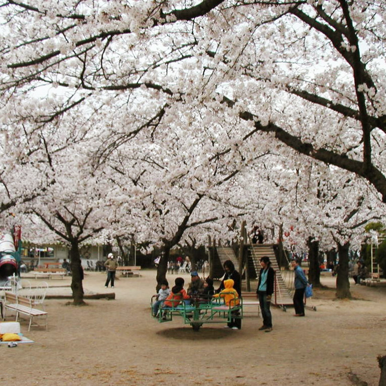 RSKバラ園