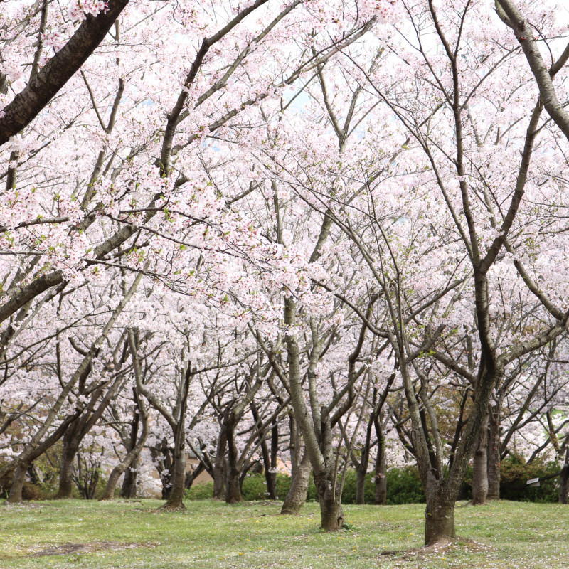 円通寺公園