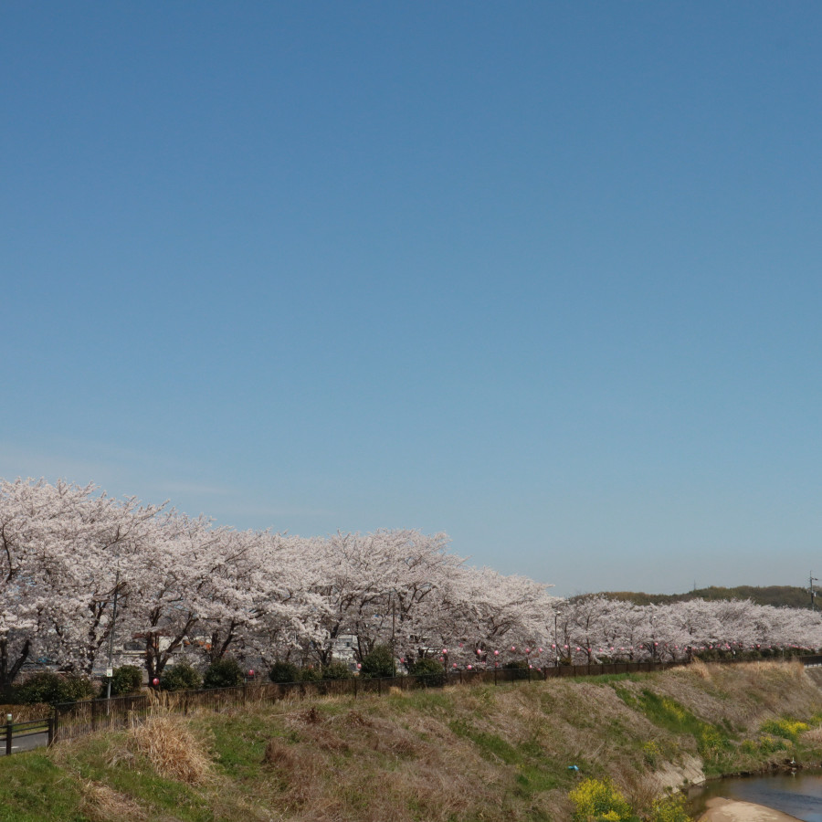 里見川沿いの桜並木