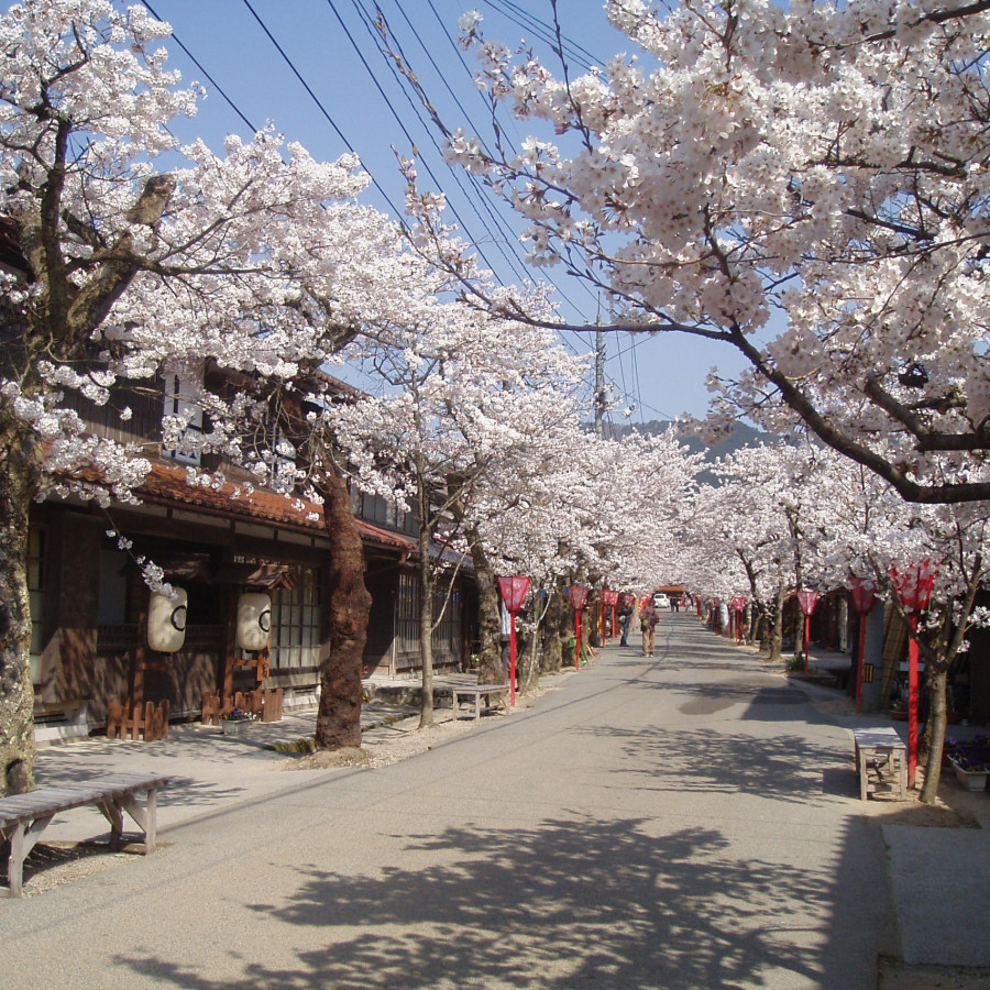 がいせん桜通り