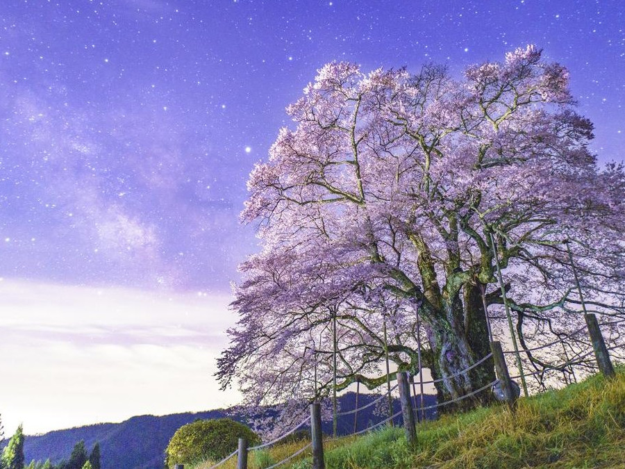岡山の桜スポット一覧