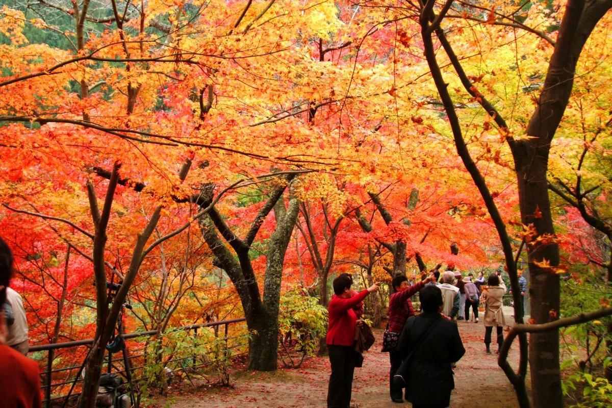 紅葉色づき状況