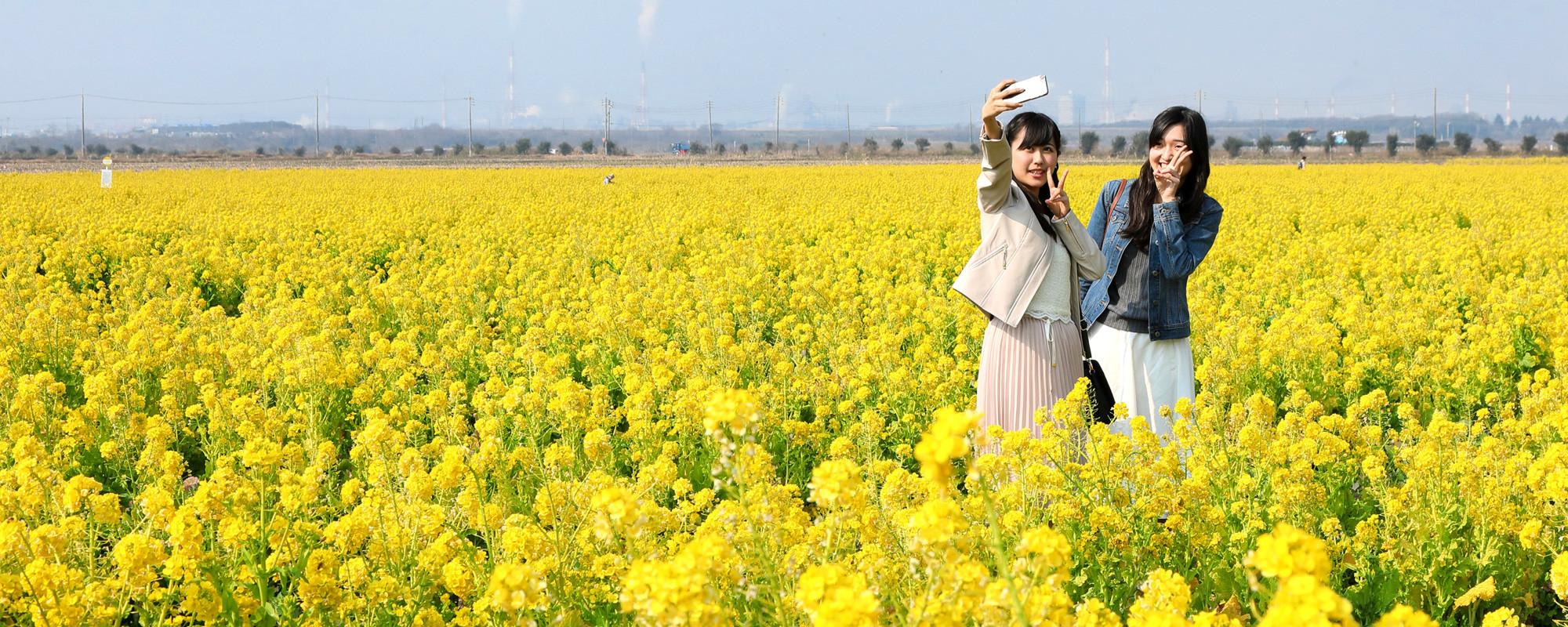 笠岡湾干拓地の菜の花畑
