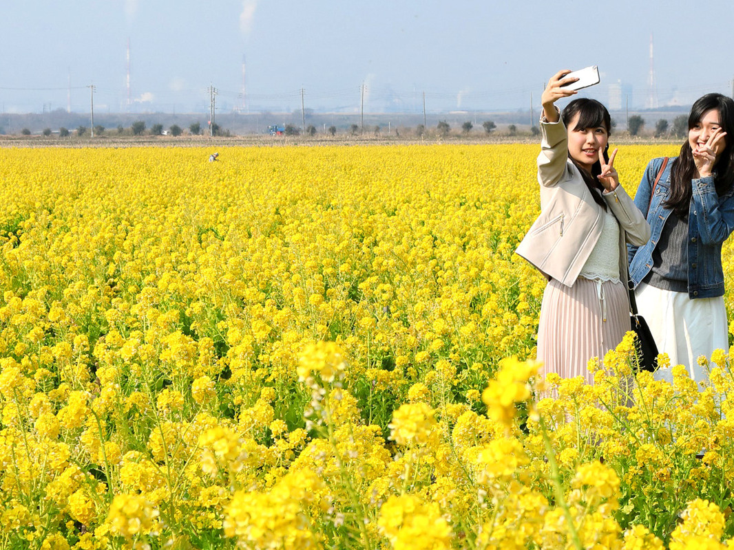 笠岡湾干拓地の菜の花畑