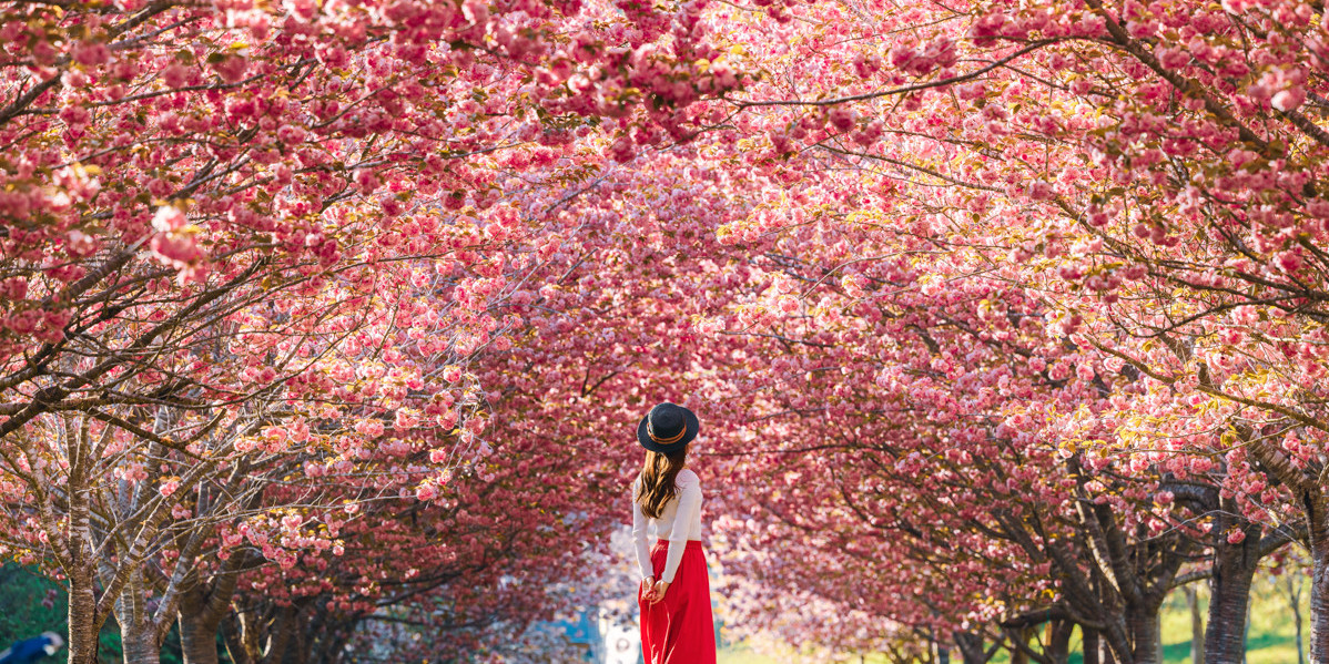 4月下旬まで桜が楽しめる！圧巻の八重桜トンネル「羅生門さくら公園」