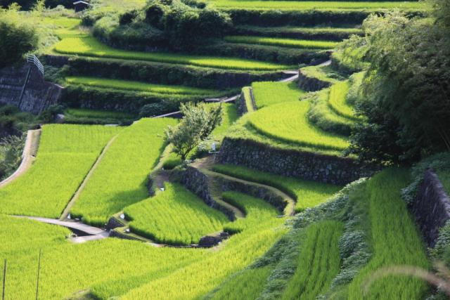 中山千枚田で日本の原風景を眺める