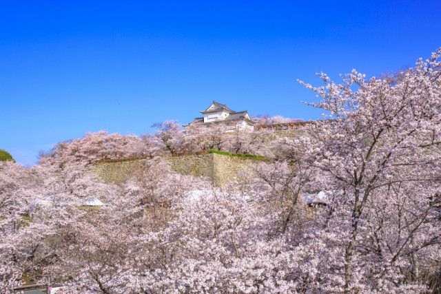津山城（鶴山公園）《レトロな町並み散策》