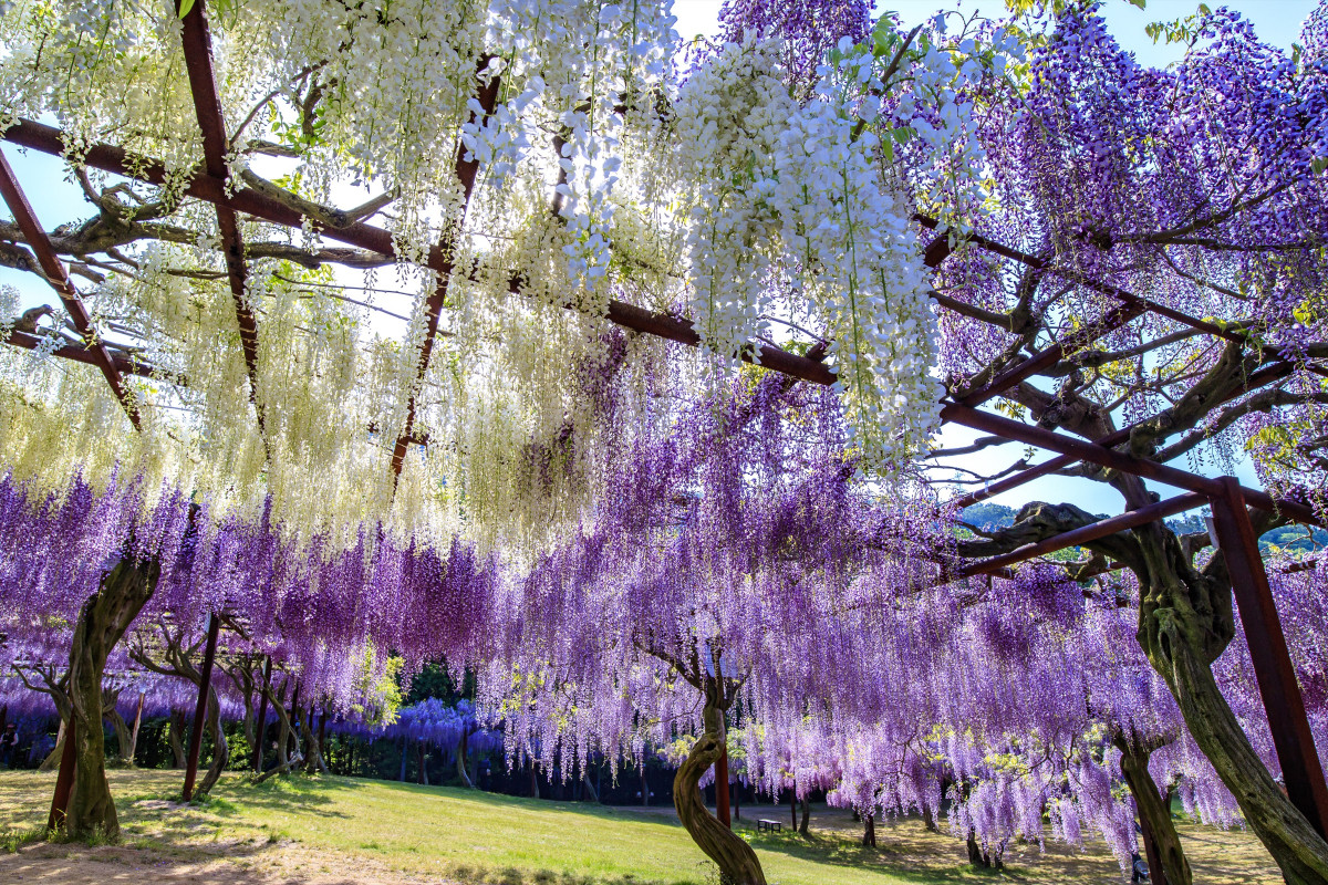美しさにうっとり！藤が咲き誇る岡山の絶景スポット3選
