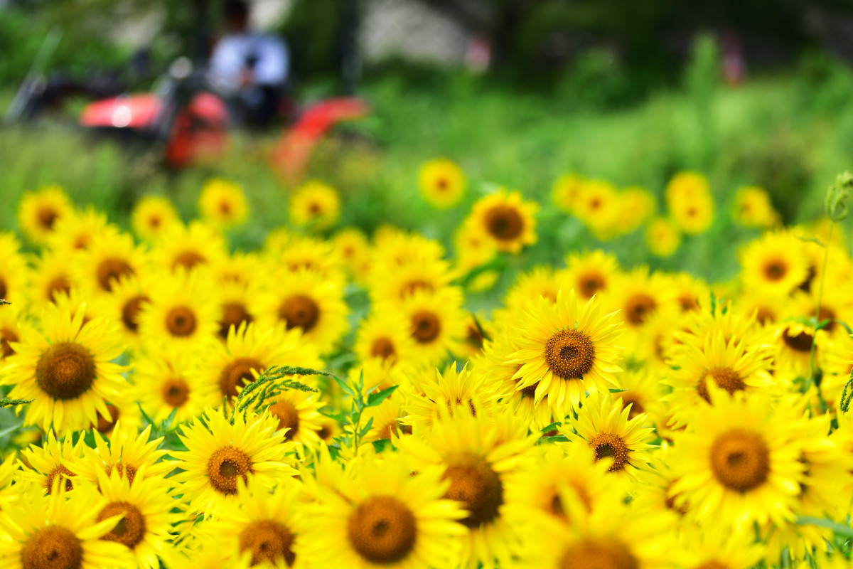 夏満開！ 岡山県のひまわりスポット特集