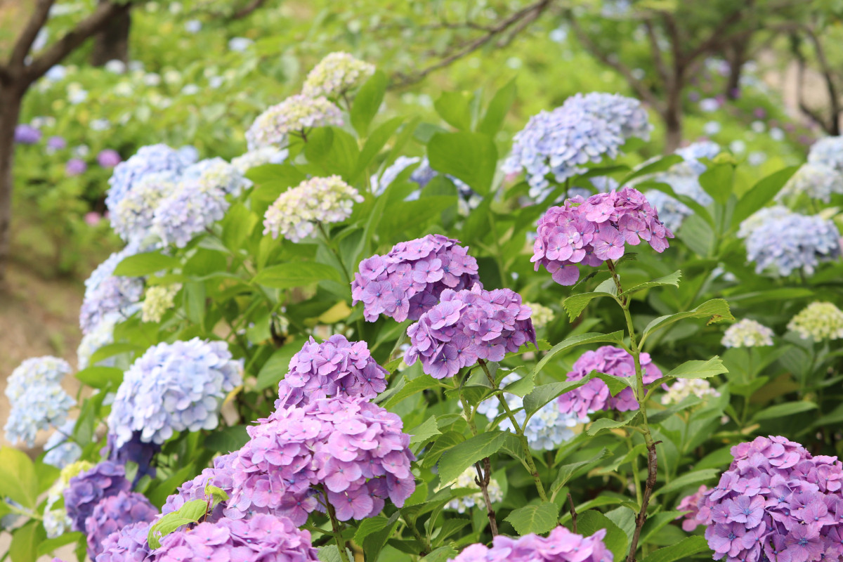 種松山のあじさいとcafe「庭とブンガク」で梅雨を楽しむ！
