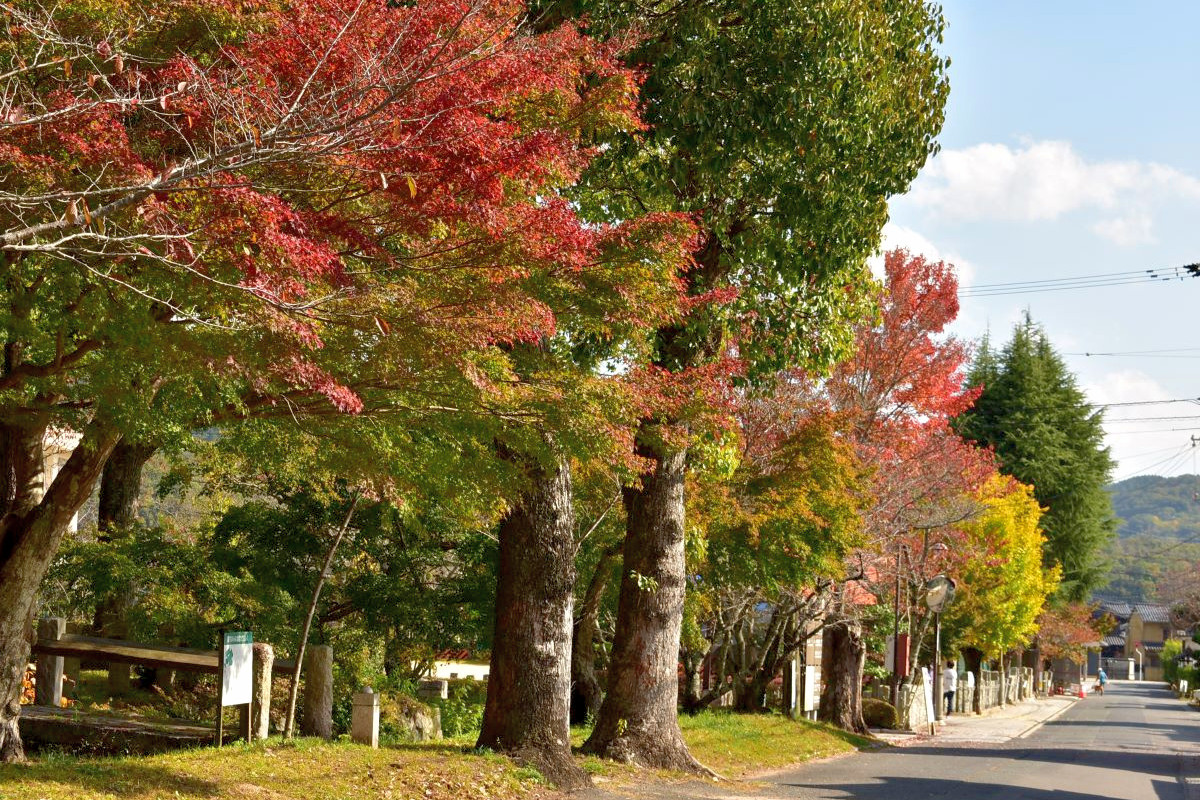 初心者向け！紅葉の足守を目指してのんびりサイクリング