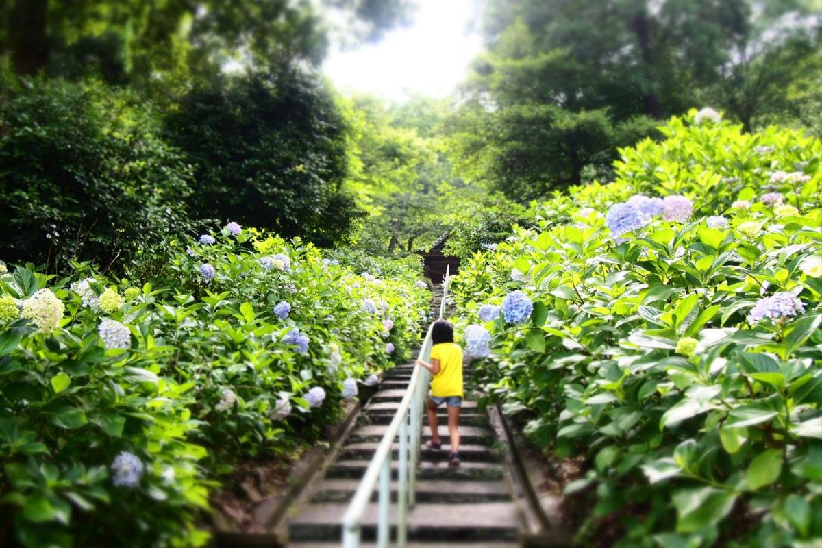 雨でも楽しみたい！梅雨を鮮やかに彩る岡山のあじさいスポット9選