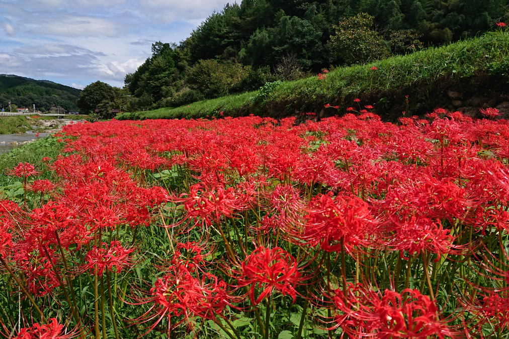 秋限定の真っ赤な絨毯！岡山の彼岸花スポット4選