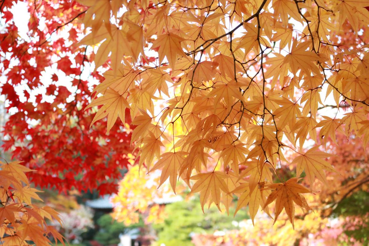 色鮮やかな紅葉に感動！井山宝福寺～豪渓の紅葉と古民家カフェめぐり