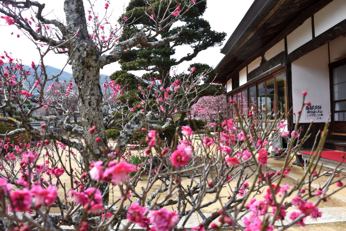 風情ある景色に浸る！岡山の城や寺社で楽しむ早春の花スポット7選