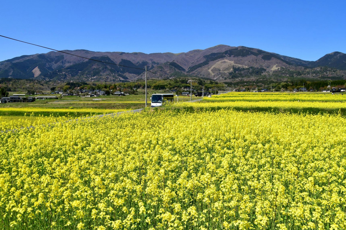 岡山県北のまちに春来たる！ 奈義町で楽しむ自然と文化に触れる春イベント4選