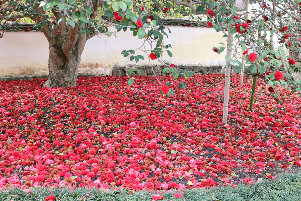 花も団子も！圀勝寺の真っ赤な椿の絨毯と「だんご行列」
