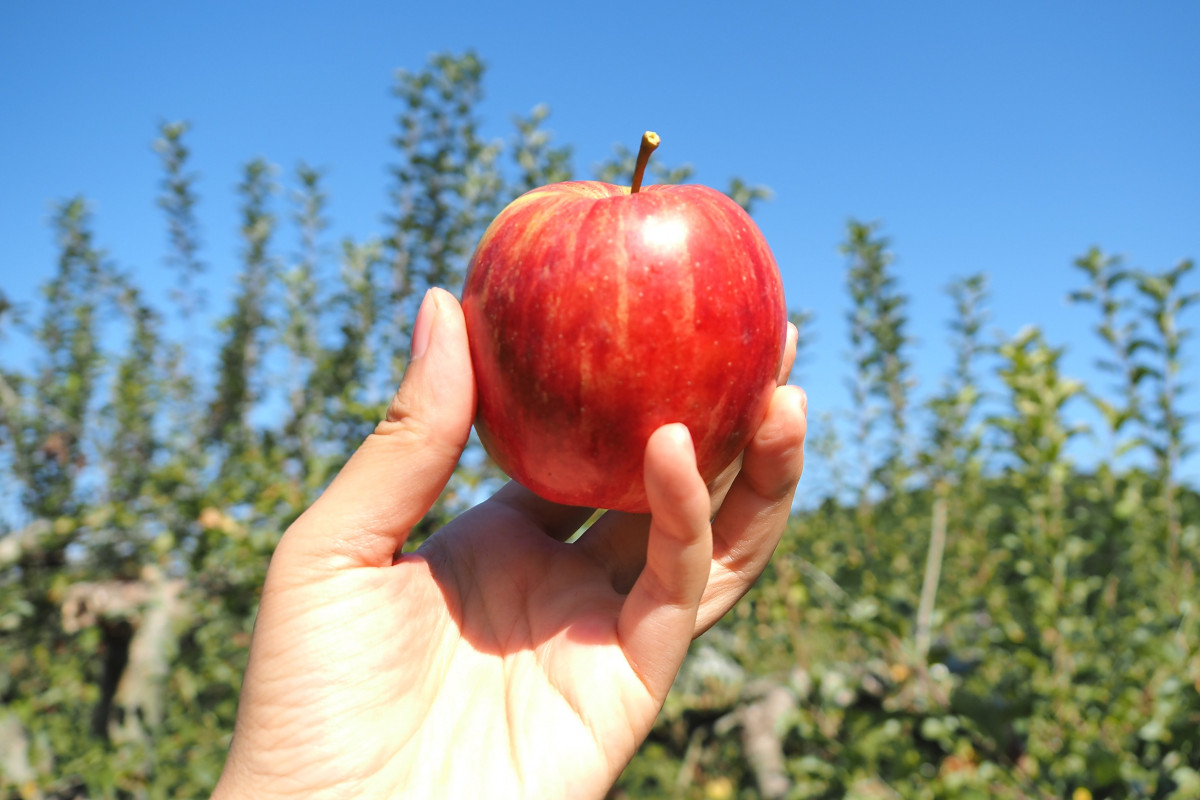 外で食べると美味しさ格別！秋の味覚を食べ放題の「大原観光果樹園」でりんご狩り！