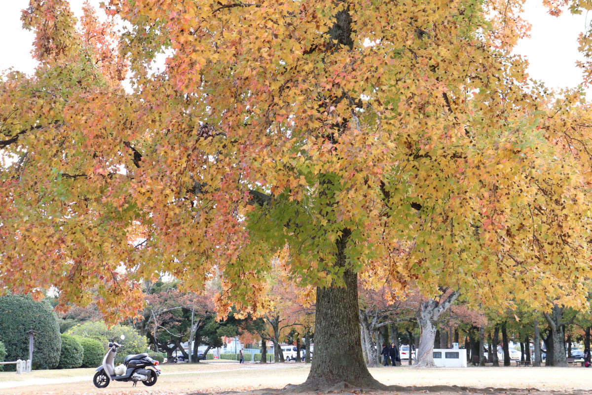 紅葉の秋！落ち葉の絨毯を抜けたらパフェ専門店があった！！