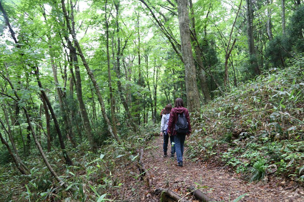 心地いい森の中でリフレッシュ！ 深緑の季節に歩きたいハイキングコース3選