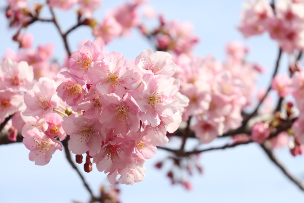 児島湖花回廊をぐるり。河津桜を愛でる春の散策