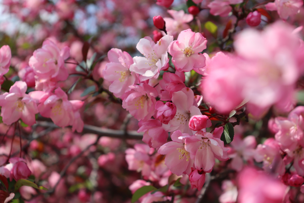 海棠と桜の二重奏が美しい「吉祥寺」(矢掛町）