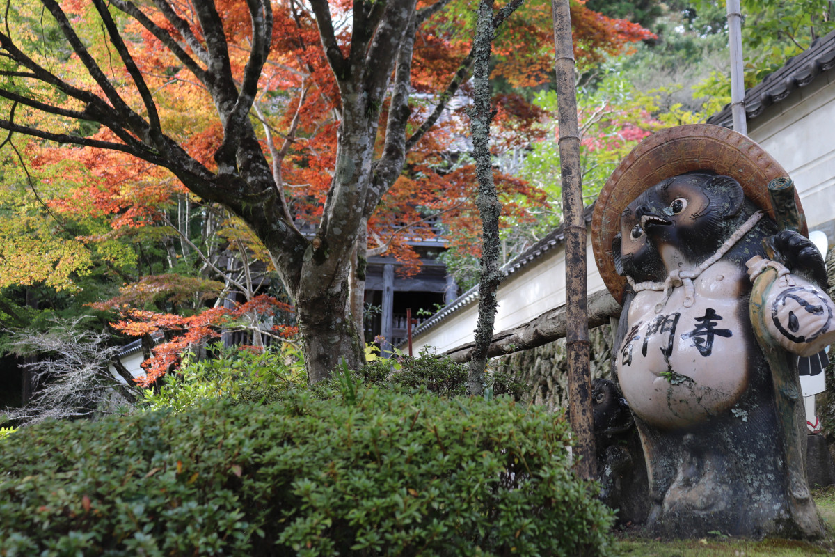 これからが見頃！紅葉と四季桜が楽しめる普門寺（真庭市）