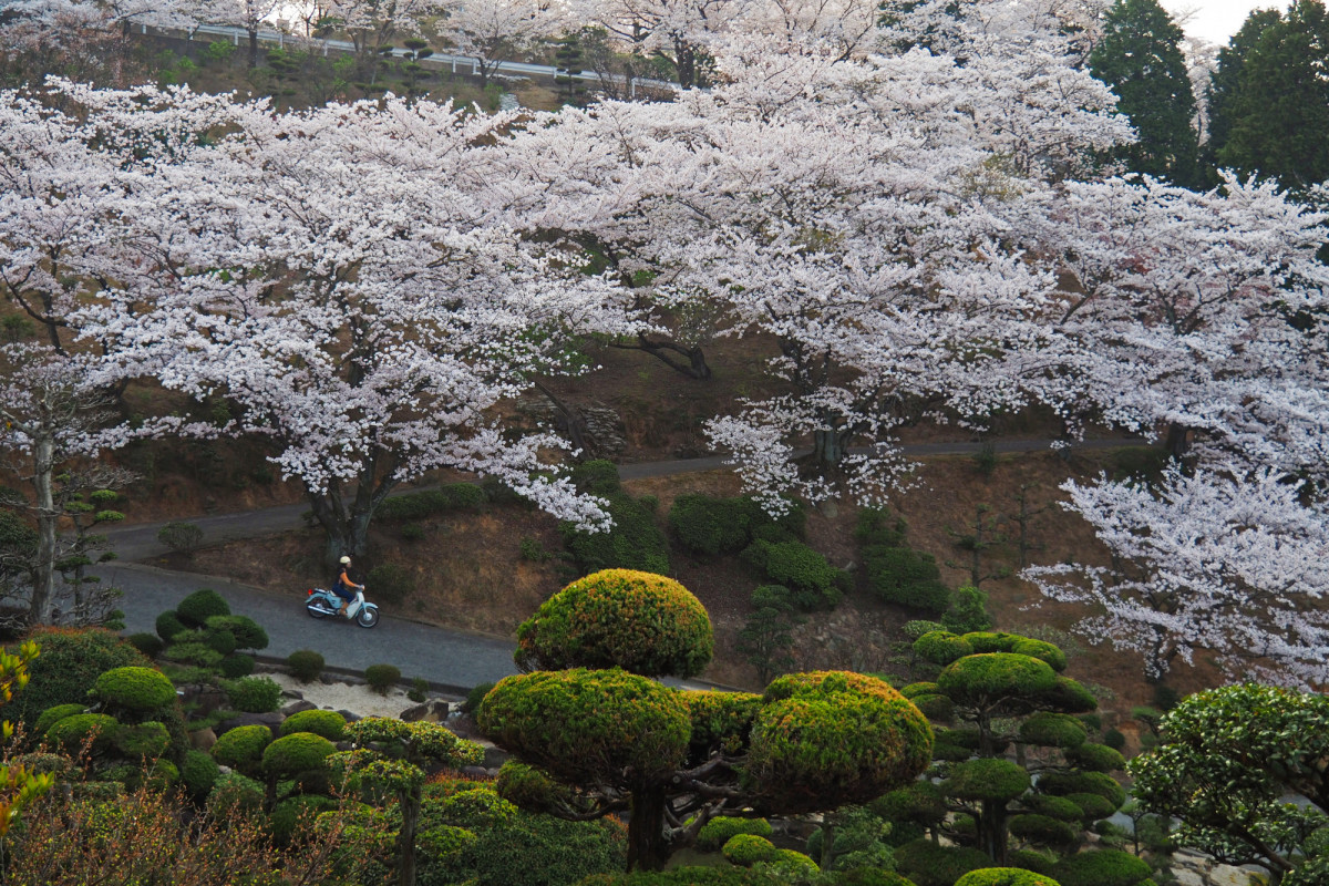 桜色に染まる種松山公園西園地のおすすめフォトスポット