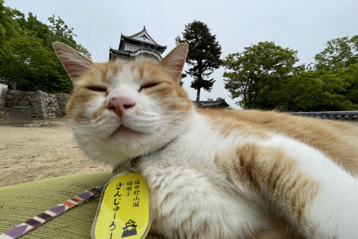 新しい名札を貰った猫城主さんじゅーろーに会いに備中松山城へ行ってみた。