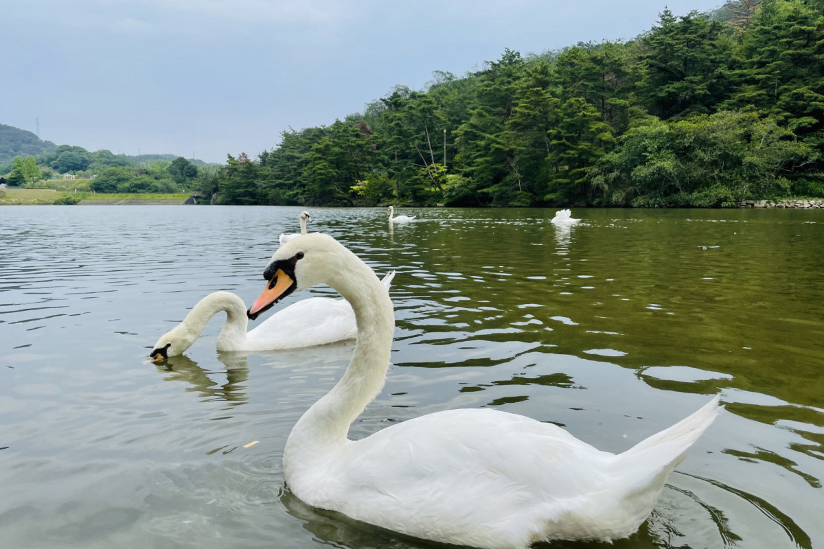 白鳥が引っ越ししてきたよ！みやま公園に行ってみよう！