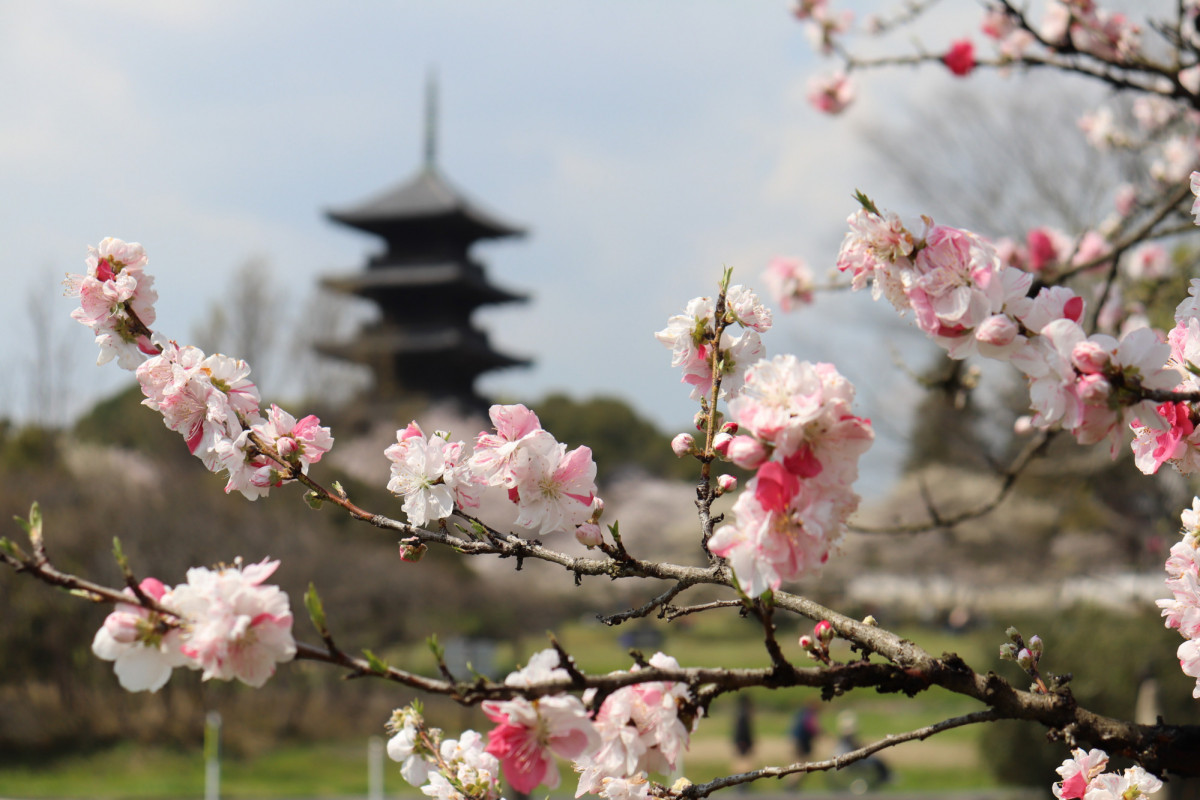 桜と共に楽しめる 春のお花めぐりin総社市 おか旅 岡山観光web 公式 岡山県の観光 旅行情報ならココ