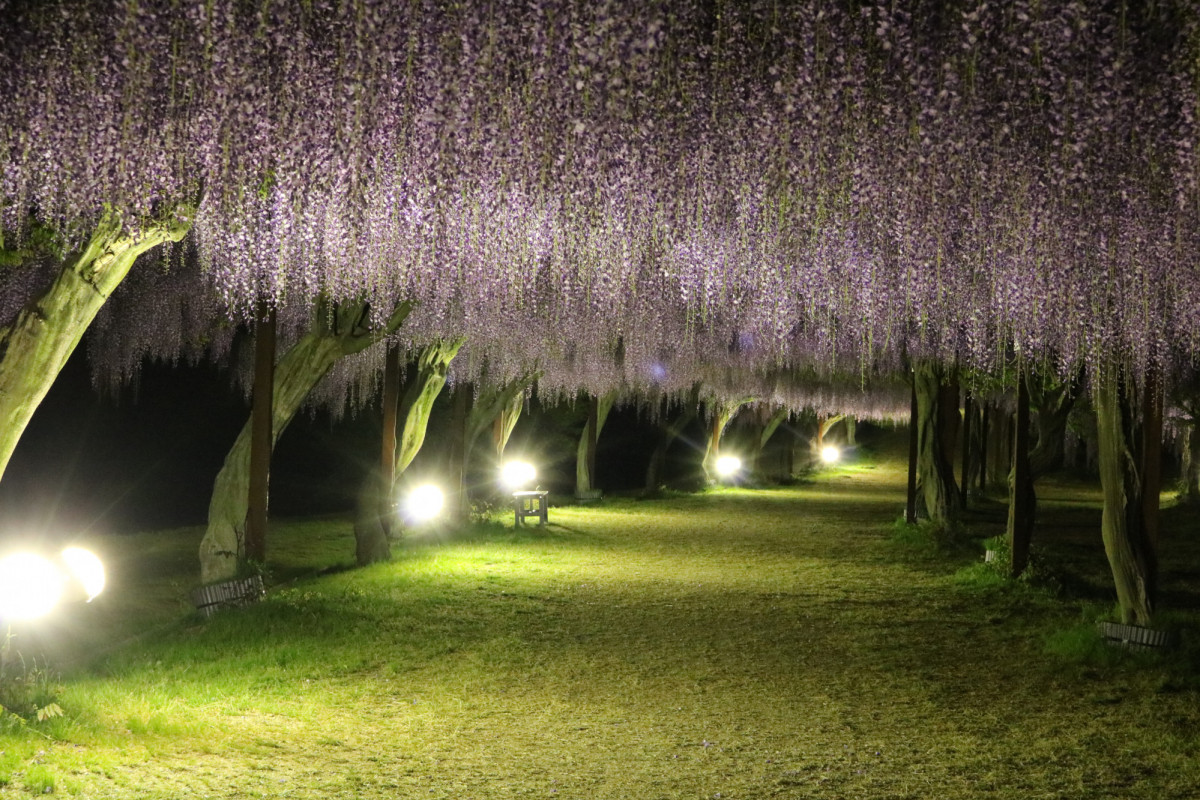 【終了しました】2年ぶりの藤まつり開催！ゴールデンウィークは、「日本一の藤公園」へ