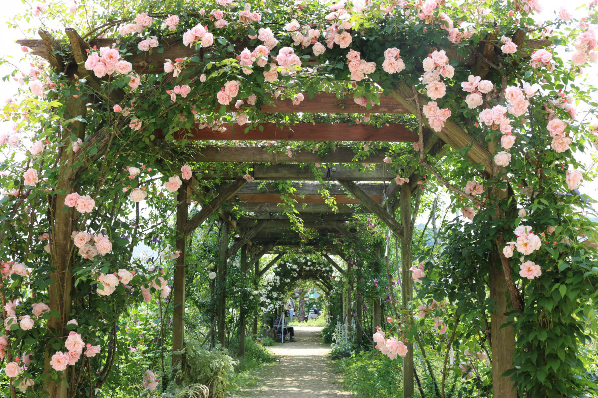 バラが見頃！3年ぶりに開園した「熊山英国庭園」へ行ってみた